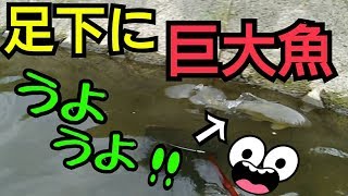 足下に巨大魚が突っ込んでくる水路でガサガサ！