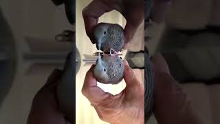 |#wow|வாவ்🤷 இங்கபாருங்கப்ரண்ட்ஸ்👀 Lovelybharathi |#shorts| |#todaytrending| #short #nature #trending