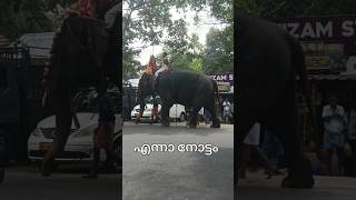 Elephant walk#aana #aanapremi #aanakeralam #aana_kazhchakal #elephant #elephantvideo #shorts