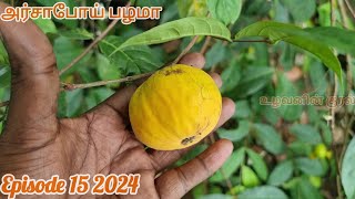 அர்சாபோய் பழம் #Eugenia stipitata #Araza boi Tasty Jackfruit taste with lemon #அரியவகை சுவை