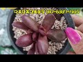 최대 50%할인 이렇게 멋진 묵은둥이 군생이 너무너무 착합니다~♡ succulentplant 多肉植物