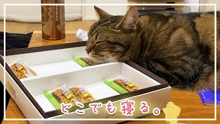 【ほっけ】色んな所でスヤスヤ寝るのが可愛い【アメショ】#猫