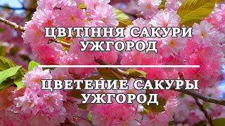 Цветение сакуры Ужгород   цветущее Закарпатье 777 тур