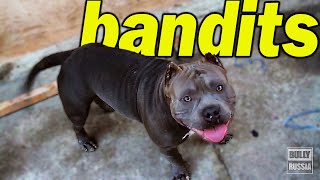 bandits, Американский булли, dogs, American bully