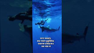 সবচেয়ে সাহসী ডুবুরি | The bravest Diver #Shark #youtubeshorts