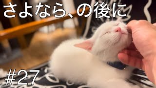 【保護猫引き渡し】#27 ずっと味方だよ