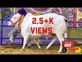 fibbi Cattle Farm ❤️ Whatsapp Status.❤️| Cattle Shoqeen Pk