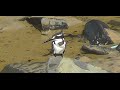 Pied Kingfisher on BirdingPlanet  (HD)