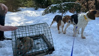 Rabbit Trapping! Nova Scotia, Feb. 2022