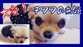 大変！チワワの病気(TдT)一大事~Oh my goodness！Chihuahua is sick !~