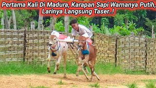 Pertama Kali Di Madura Karapan Sapi Warnanya Putih, Larinya Langsung Taser.