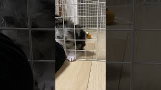 飼い主の腕を舐め続けるマルチワ #かわいい犬 #マルチワ #犬 ♯チワワ♯マルチーズ