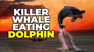 Killer Whales Eating Dolphins Mexico 2021 #shorts