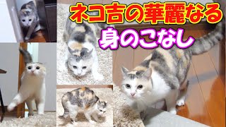 三毛猫ネコ吉の華麗なる身のこなし