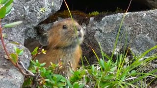 氷河期の生き残り　　ナキウサギ