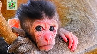 Super cute moments of newborn baby monkey trying to watch everything