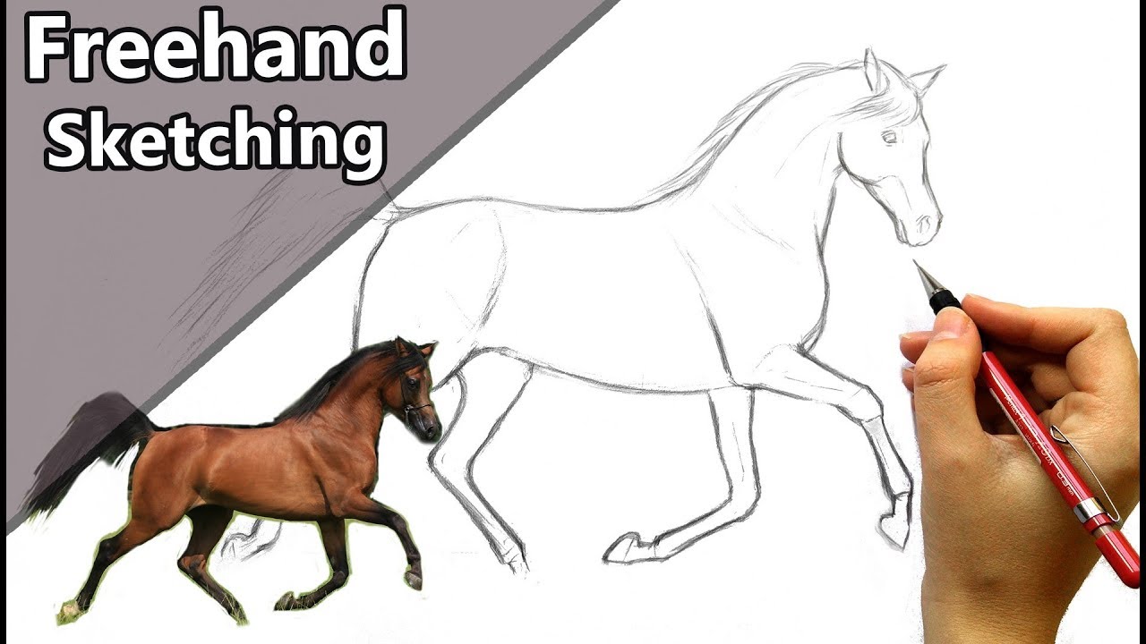 How To Draw A Horse Step By Step Realistic How To Draw A Horse Step By Step Realistic