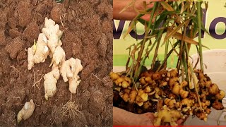 زراعة الزنجبيل من البداية حتي الحصاد | How to grow and harvest ginger