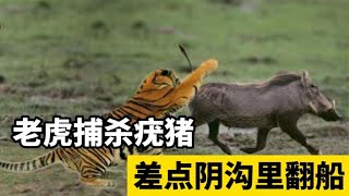 老虎捕杀疣猪，疣猪奋力反抗，老虎差点阴沟里翻船