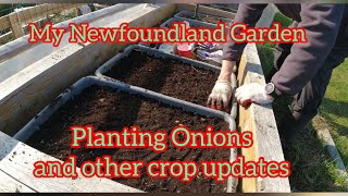 Gardening in Newfoundland - Planting Onions and Checking on My Other Veggies and Crops