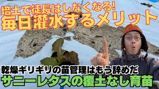 当農園のサニーレタス育苗時の灌水方法【本葉2枚〜定植まで】