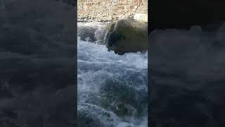 Paghman River | #afghanistan #viral #new #youtubeshorts #kabul #latest #nature #اب #پغمان #shorts