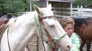 Gentle Cremello Mare For Sale