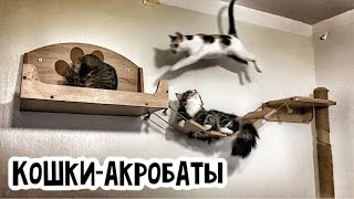 Кошки-акробаты || Кошка Тая разговаривает со мной || Персиковые чудеса