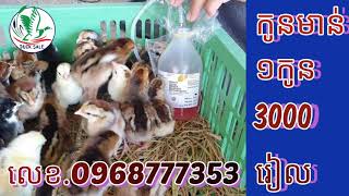 កូនមាន់ស្រែលក់ធូរថ្លៃ