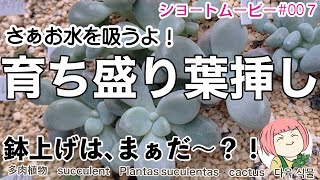 sm007【多肉植物】#Shorts 育ち盛りの葉挿したち・冬に挿した葉挿しは鉢上げ待ち！