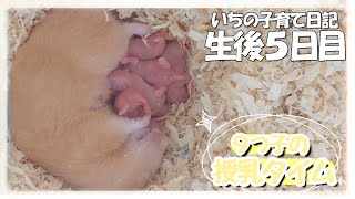 キンクマ9つ子ちゃんの授乳…ママは命懸けです【いちの子育て日記】