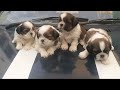 shih tzu dog kennel in india thank you for trusting us happy shih tzu puppy finds a loving home