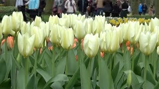 Tulip 'Purissima' (or 'White Emperor') - FarmerGracy.co.uk