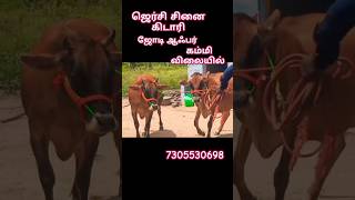 இந்த விலையில் மாடு கிடைக்குமா jersey cows sales in tamilnadu #cow #jerseycow #cattlefarm #jersey