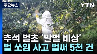 추석 '말벌 비상'...벌 쏘임 사고 벌써 5천 건 / YTN