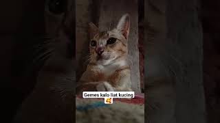 kalo liat kucing rasanya gemes banget 🥰 #shorts #kucing #kucingimut #kucinglucu #kucingkampung