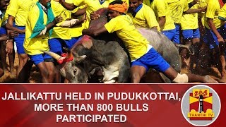 Jallikattu Held in Pudukkottai, More than 800 Bulls Participated | Thanthi TV