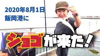 飯岡港LSJでショゴ釣れた