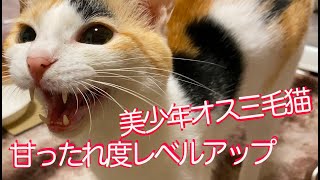 美少年オス三毛猫、甘ったれ度合いがレベルアップする The male calico cat like a kitten