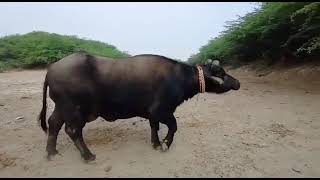 bani Buffalo