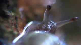 Snail Climbing A Tree at Naiku ~ Ise, Japan