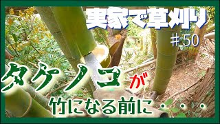 【実家で草刈り】先週、タケノコが生えていなかったはずなのにまた生えています。私もある意味成長していますが、タケノコの成長の方が早いので、タケノコを折る事を日課にしようかと思います。（何の話？）　＃50