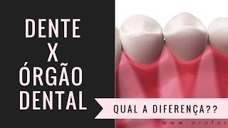 Tooth X Dental Organ - A Crucial Difference to Your Health