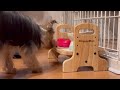 【子犬ヨークシャテリア】食べない時の作戦をした結果vo9