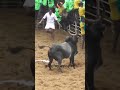 jallikattu pongal tamil