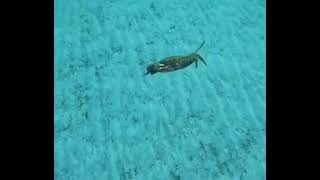 Fortunate Crab (meme)