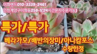 특가/베라가모/아나캄포스/수량한정  다남다육010-3339-2461