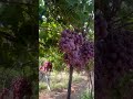 Üzüm bahçesi üzüm bag grape doğa çiftçi tarla ziraat tarım agriculture harvesttime bitki