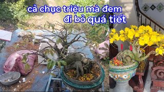 Thay chất trồng mai sau tết.cây mai cả chục triệu mà đi bỏ vào thùng shop