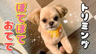 MIX犬 トリミングしてぽてぽてになりました チワワ×シーズー